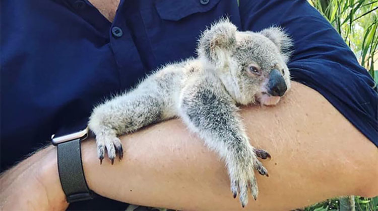 Koala hospital tour