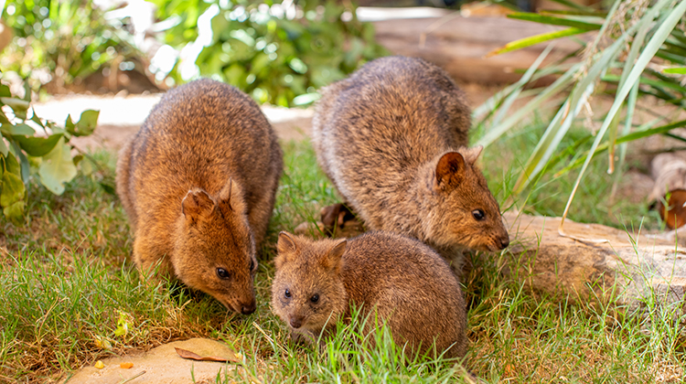 Quokka